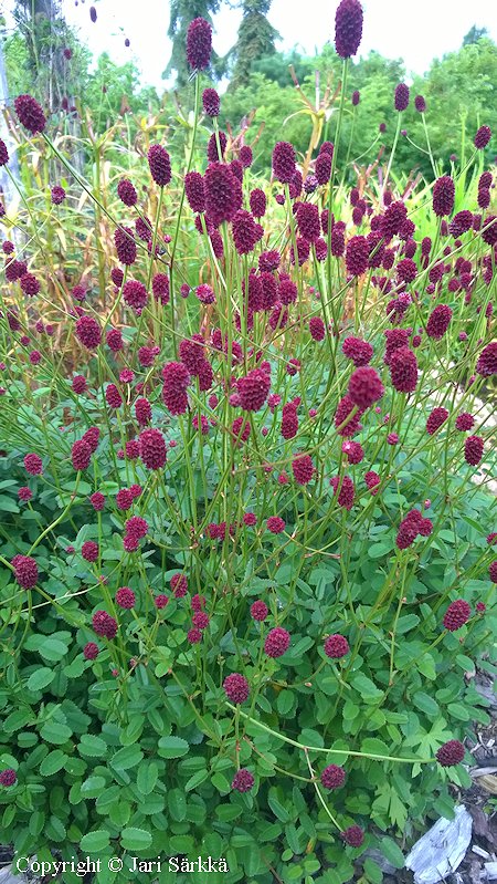 Sanguisorba officinalis 'Tanna', punaluppio